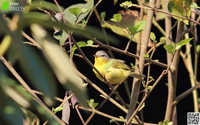Grey-hooded Warbler